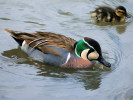 Baikal Teal (WWT Slimbridge June 2009) - pic by Nigel Key